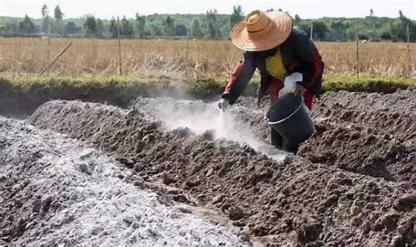 怎样用生石灰消毒土壤（生石灰土壤消毒方法正确使用方法）-图2