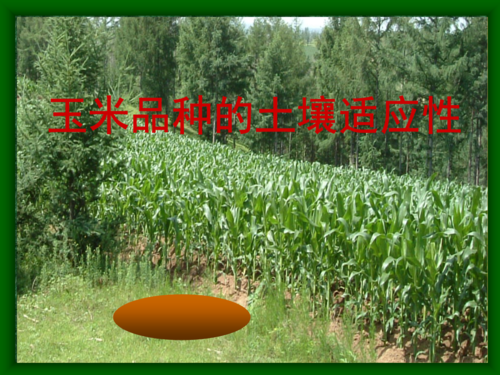 玉米对土壤（玉米对土壤条件的要求）