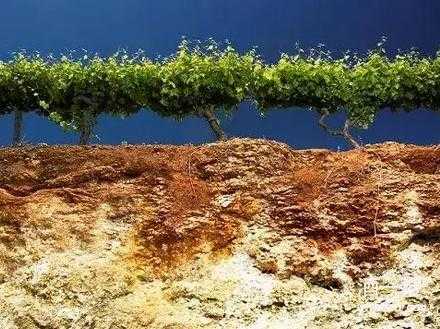 葡萄浅层土壤（葡萄对土壤和水分的要求）