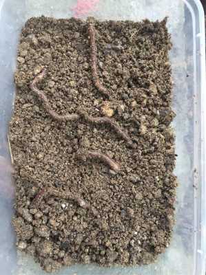 松土壤（松土壤的蚯蚓）