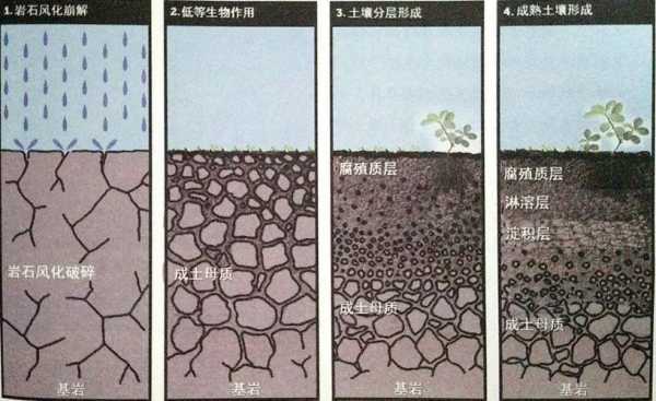 土壤孔隙越大（土壤孔隙越大肥力越强）-图3