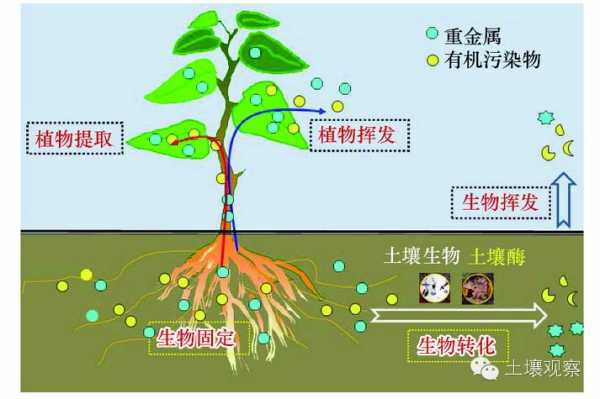 耦合土壤修复（土壤联合修复）-图2