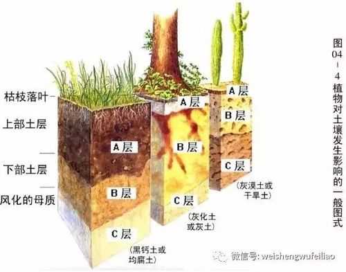 土壤发生层次（土壤发生层次哪六层）-图1