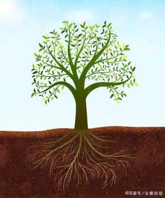 树对土壤的影响（生物对土壤的影响）-图2