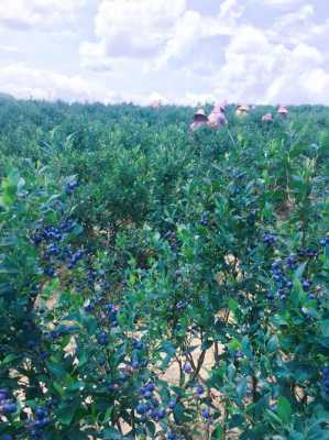 蓝莓需要的气候和土壤（蓝莓生长所需要的土壤环境）-图1