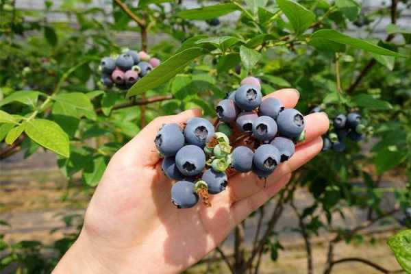 蓝莓需要的气候和土壤（蓝莓生长所需要的土壤环境）-图3