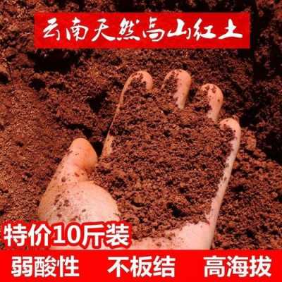 红壤酸性土壤（酸性红土适合种什么植物）-图2