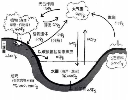 土壤碳呼吸（土壤中的碳的来源）-图1