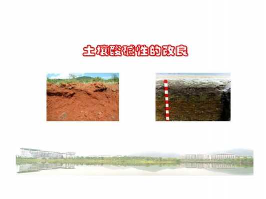 碱性土壤改良技术（碱性土壤的改良）-图2