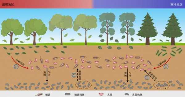 土壤生长周期（土壤中生长）