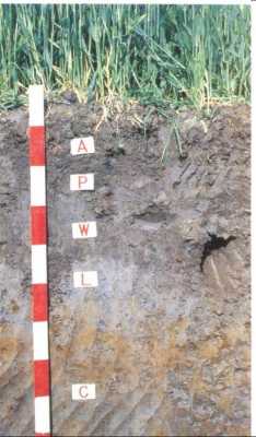 表层土壤锶（土壤剖面表层）-图2