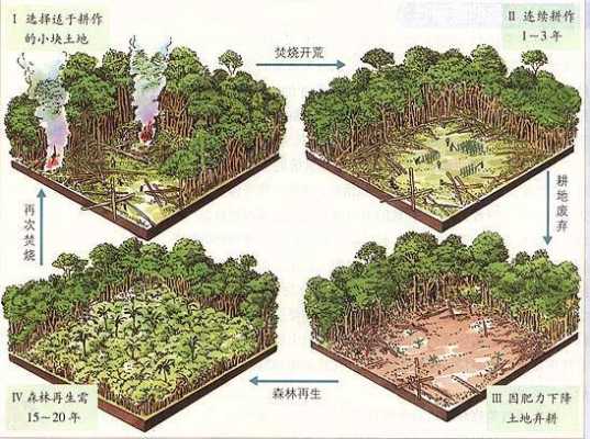 热带雨林土壤肥力低（热带雨林土层深厚土壤肥力低的原因）-图1