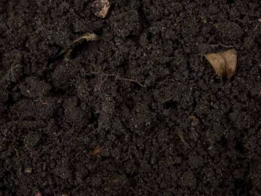 土壤变黑色（土壤发黑）-图1