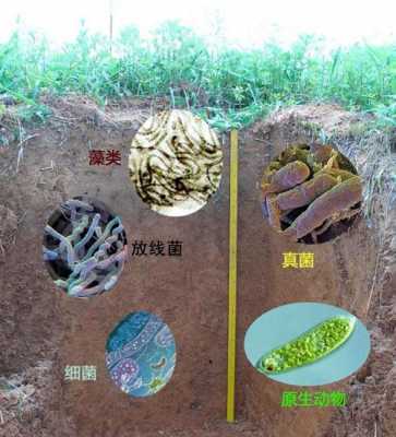 土壤之中（土壤之中的致病病原菌）-图1