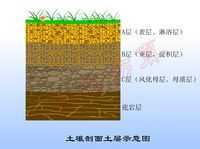 土壤层段（土壤发生层）-图2