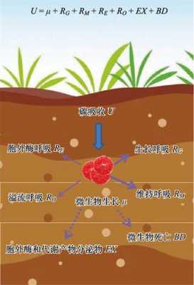 土壤微生物是陆地（土壤微生物是什么）-图2