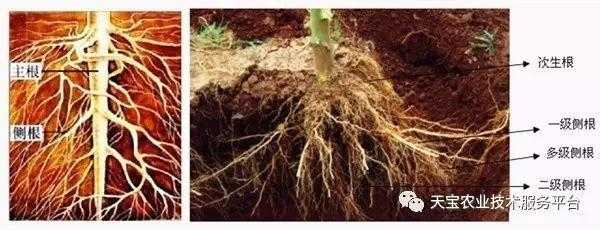 固着土壤（植物的茎固着于土壤中对吗）-图2