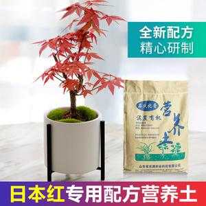 日本红枫土壤（日本红枫土壤怎么配制）-图1