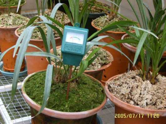 关于兰花土壤湿度测试的信息-图1