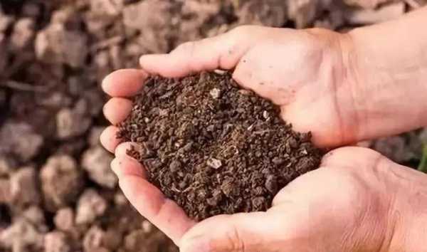 改良土壤的作物（改良土壤最有效最简单的方法）