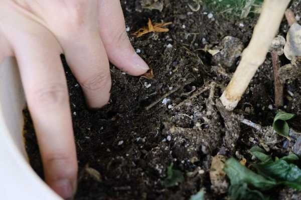 天然土壤增肥（花盆土壤增肥方法有哪些）
