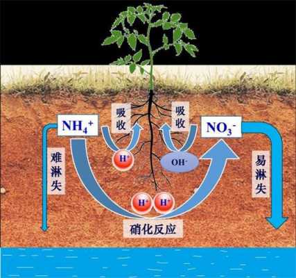 土壤酸化的成因（土壤酸化成因及过程）