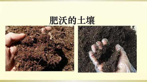 肥沃的土壤课件（肥沃的土壤板书）-图2