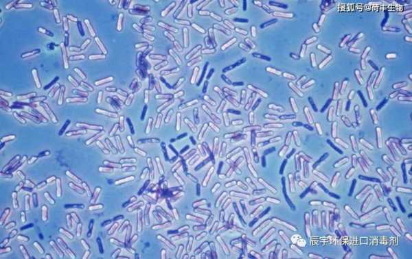 噬热土壤芽孢杆菌（嗜热芽孢杆菌生长温度）-图2