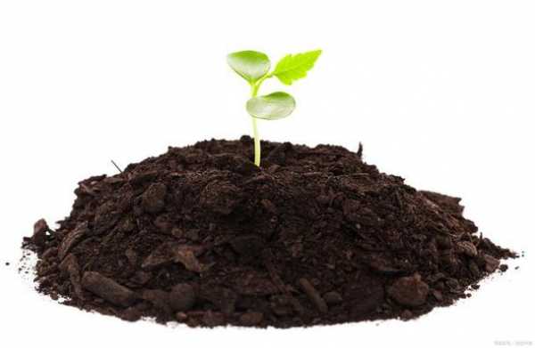 土壤碳是什么（土壤碳怎么来的）