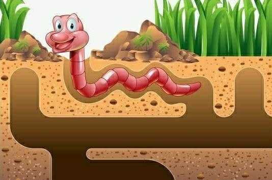 蚯蚓在土壤中的作用（蚯蚓在土壤中有什么作用）-图1
