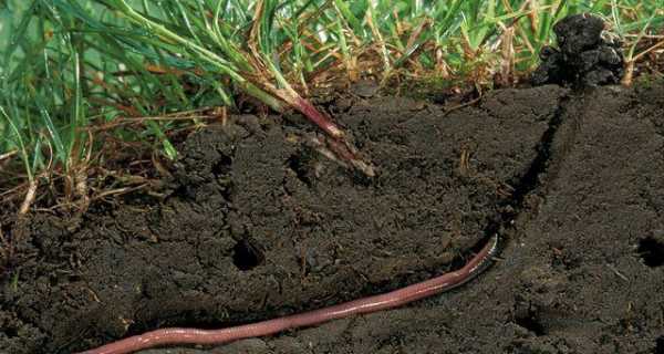 蚯蚓在土壤中的作用（蚯蚓在土壤中有什么作用）-图3