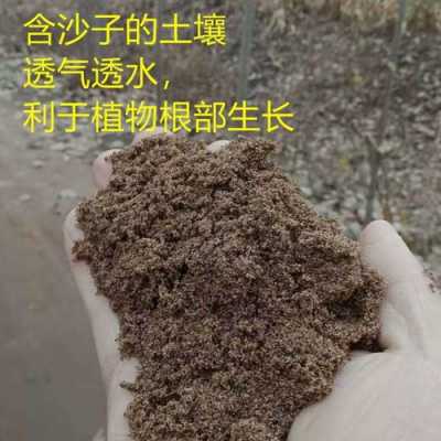 沙质土壤如何栽种植物（沙质土里适合种植哪些植物）