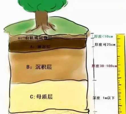 树冠层土壤（树冠覆盖度）