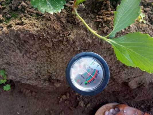 如何测土壤ph值（调理土壤酸性最快方法）
