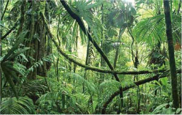 热带雨林的土壤（热带雨林的土壤有机质含量高吗）
