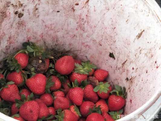 烂草莓放土壤（草莓烂在地里）