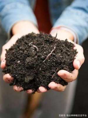 哪些植物喜欢酸性土壤（土壤变酸最简单方法）