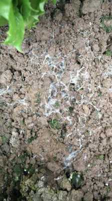 土壤里白色线虫（土壤里白色线虫的根治）