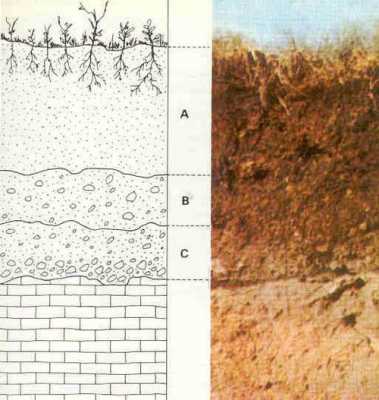 土壤剖面表层（土壤剖面表层土下层土基岩碎屑基岩）