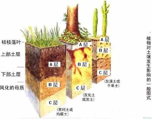 土壤分为几种（土壤分为哪几层）