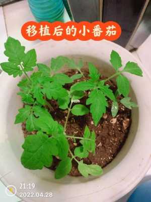 种小番茄土壤（种番茄土壤要求）-图3