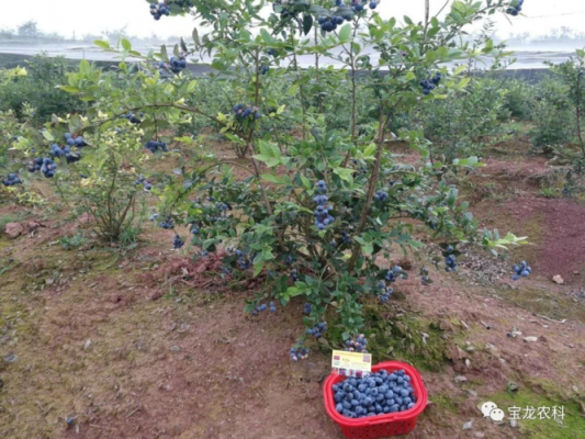 蓝莓改善土壤（蓝莓种植怎么提高土壤酸性）