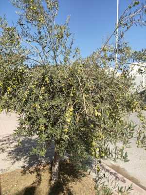 油橄榄树土壤（油橄榄树种植）