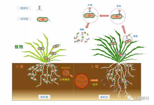 噬菌体土壤的简单介绍