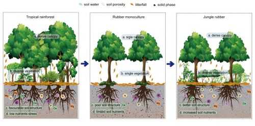 雨林土壤贫瘠的原因（雨林中土壤贫瘠的主要原因）-图2