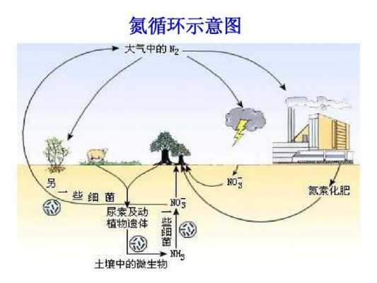 土壤碳氮循环（土壤碳氮循环系统）