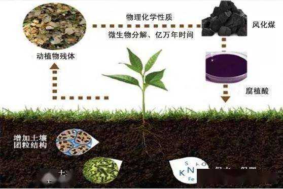 好氧土壤（分析好氧堆肥的基本原理,好氧堆肥化的微生物）