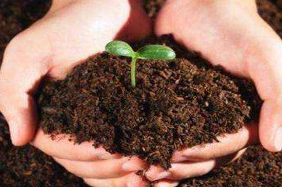 土壤漫长（土壤上生长着很多植物是不是对的?）