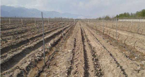 葡萄树种植土壤（葡萄树种植土壤温度要求）