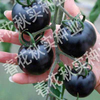 黑番茄土壤（黑番茄亩产量一般多少斤）